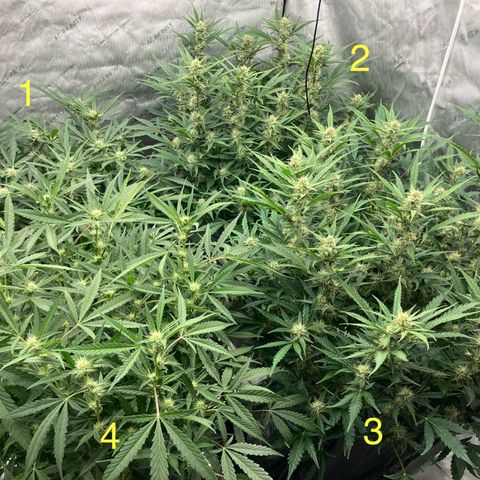 Purple Kush x Double Grape growlog timeline photo