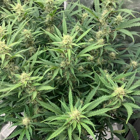 Purple Kush x Double Grape growlog timeline photo