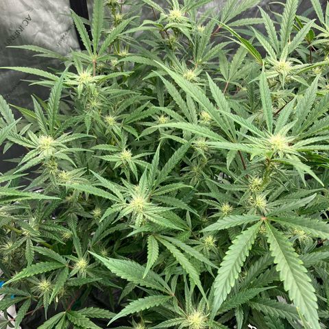 Purple Kush x Double Grape growlog timeline photo