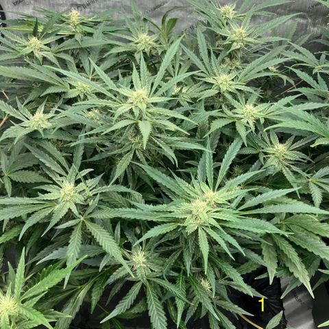 Purple Kush x Double Grape growlog timeline photo
