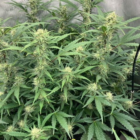 Purple Kush x Double Grape growlog timeline photo