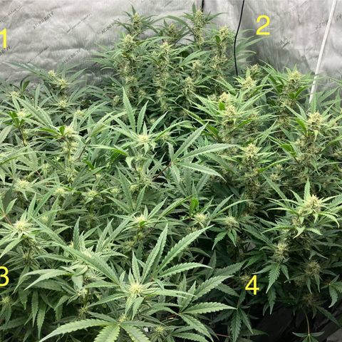 Purple Kush x Double Grape growlog timeline photo