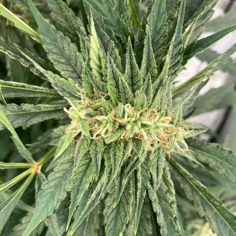 Purple Kush x Double Grape growlog photo: Fasciation on Plant #1. 