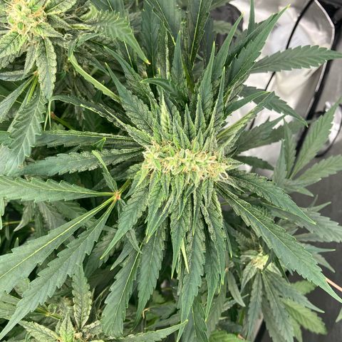 Purple Kush x Double Grape growlog photo: Fasciation on Plant #1. 