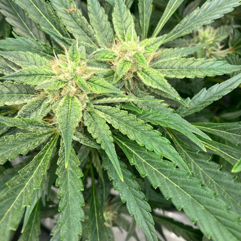 Purple Kush x Double Grape growlog photo: Fasciation on Plant #1. 