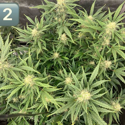 Purple Kush x Double Grape growlog timeline photo