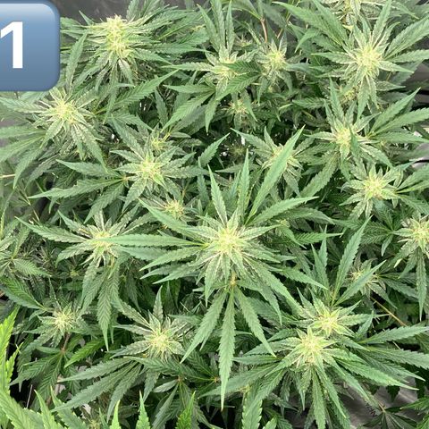 Purple Kush x Double Grape growlog timeline photo