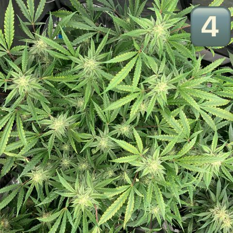 Purple Kush x Double Grape growlog timeline photo