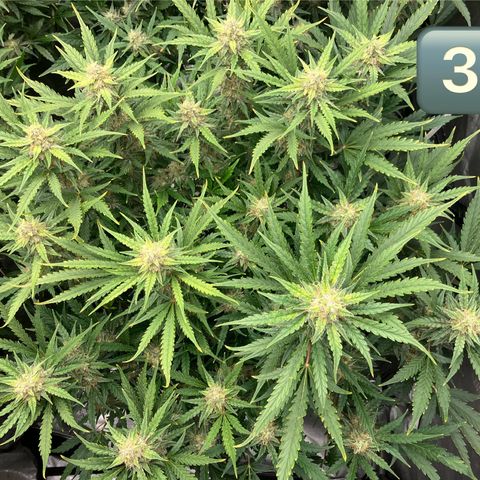 Purple Kush x Double Grape growlog timeline photo