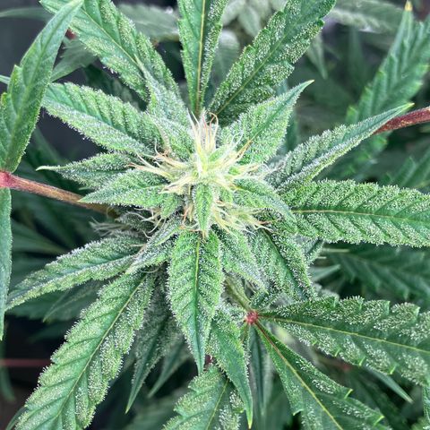 Purple Kush x Double Grape growlog photo: Plant #1 frosting up! Lots of trichomes on this plant and it’s about 2 weeks behind the other 3 plants. Dumping heavily!