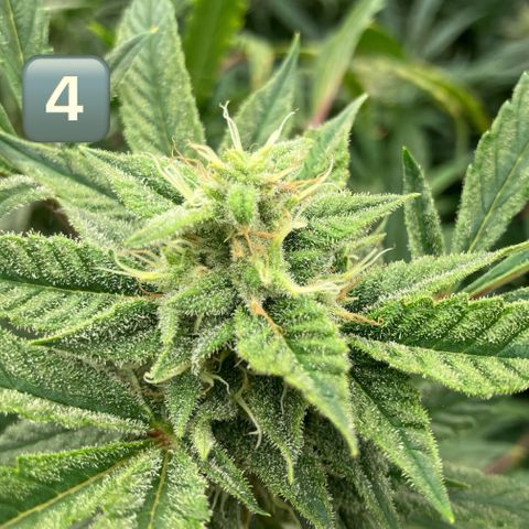 Purple Kush x Double Grape growlog photo: Picture of tops per plant. Plant 4 is at least 2 weeks behind others. 