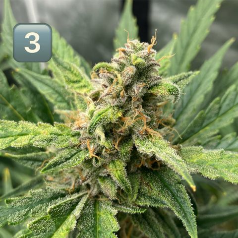 Purple Kush x Double Grape growlog photo: Picture of tops per plant. Plant 4 is at least 2 weeks behind others. 