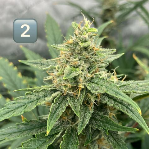 Purple Kush x Double Grape growlog photo: Picture of tops per plant. Plant 4 is at least 2 weeks behind others. 