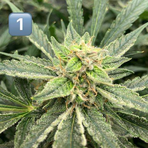 Purple Kush x Double Grape growlog photo: Picture of tops per plant. Plant 4 is at least 2 weeks behind others. 
