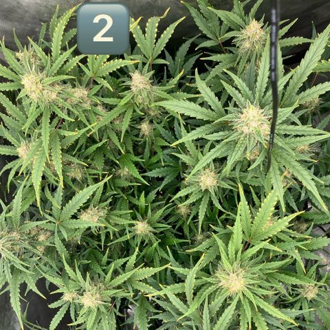 Purple Kush x Double Grape growlog timeline photo
