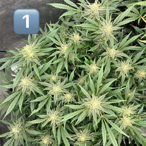 Purple Kush x Double Grape growlog timeline photo