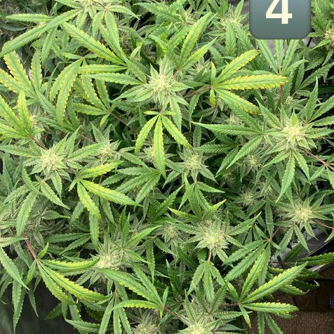 Purple Kush x Double Grape growlog timeline photo
