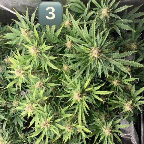 Purple Kush x Double Grape growlog timeline photo