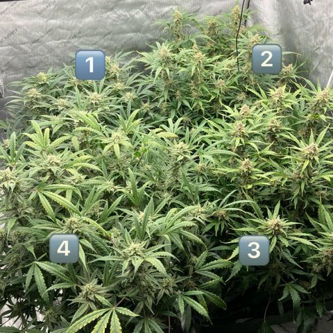 Purple Kush x Double Grape growlog timeline photo