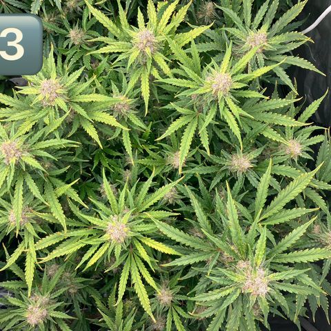 Purple Kush x Double Grape growlog timeline photo