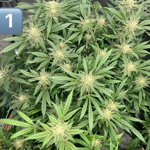 Purple Kush x Double Grape growlog timeline photo