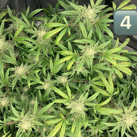 Purple Kush x Double Grape growlog timeline photo