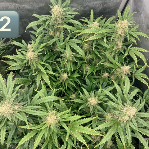 Purple Kush x Double Grape growlog timeline photo