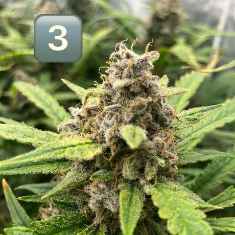 Purple Kush x Double Grape growlog timeline photo