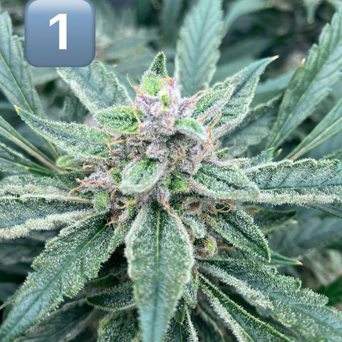 Purple Kush x Double Grape growlog timeline photo
