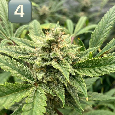 Purple Kush x Double Grape growlog timeline photo