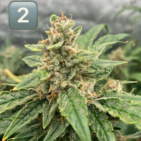 Purple Kush x Double Grape growlog timeline photo