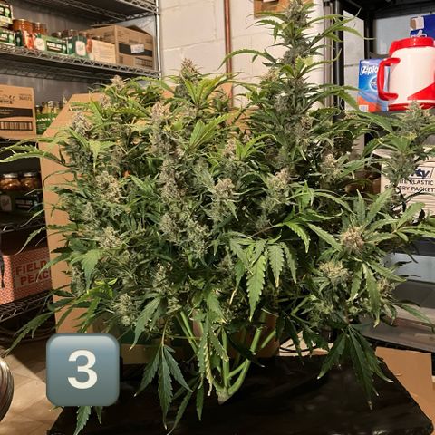 Purple Kush x Double Grape growlog photo: Just before chop.