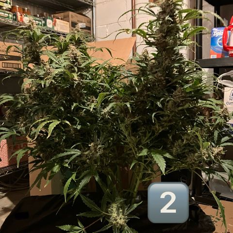 Purple Kush x Double Grape growlog photo: Just before chop.