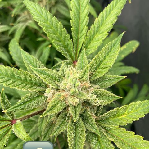 Purple Kush x Double Grape growlog timeline photo