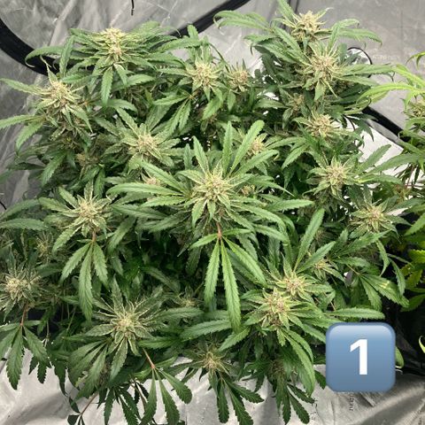 Purple Kush x Double Grape growlog timeline photo