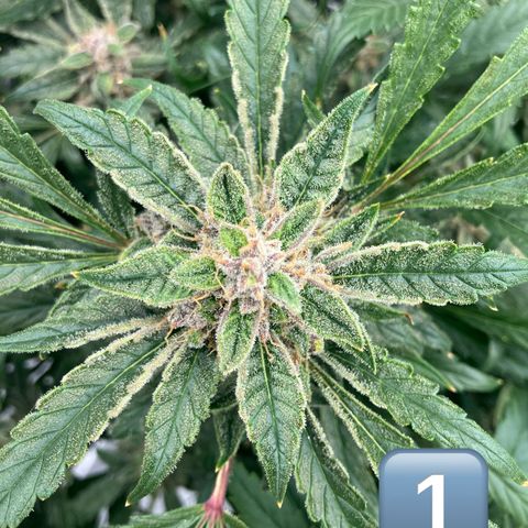 Purple Kush x Double Grape growlog timeline photo