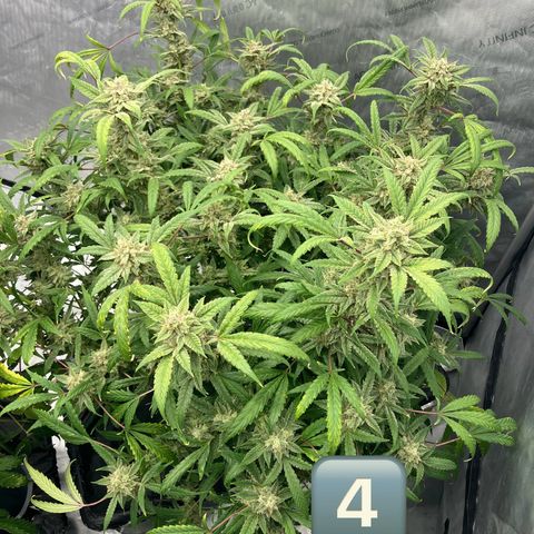 Purple Kush x Double Grape growlog timeline photo