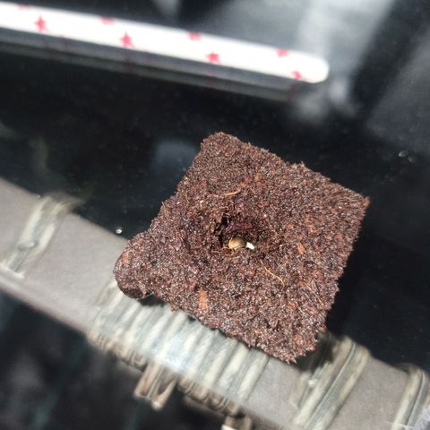 Kompolti A1 (195 db magonc) growlog photo: Csírázott magok behelyezése Eazy Plug-okba 