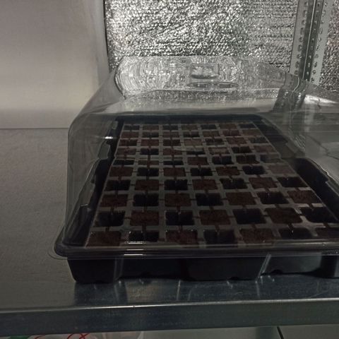 Kompolti A1 (195 db magonc) growlog timeline photo