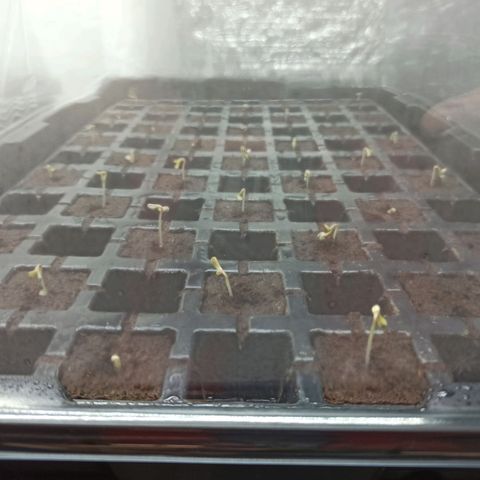 Kompolti A1 (195 db magonc) growlog photo: Elindult a 18 órás világítás.