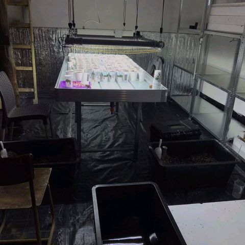 Kompolti A1 (195 db magonc) growlog photo: A magoncok szombat délutánra nagyon megnyúltak. A nyúlás során a korábban elhelyezett magoncok gyököcskéi elkezdték kitörni az Eazy plug-okból is, így elveszítve alkalmasságukat arra, hogy Eazy block-okba átültethetők legyenek. A nyúlás tapasztalásakor tett javaslatom, hogy azonnal kerüljenek a magoncok Eazy block-okba, így okafogyottá vált. Helyette kókusz-perlit keverékbe ültetést javasoltam, egyúttal kértem Lacit és Gergőt, hogy szereljék össze a LED világítást az egyik árapály asztal fölé. Laci frappáns javaslata volt, hogy ne kezdjünk el varrás-mentes geotextil zsákokcsákat kivágni, mert szorít az idő, hanem a jól bevált műanyag poharas megoldást válasszuk.
Kiderült, hogy túl nagy volt a távolság a lámpák és a magoncok között. Délutánra a távolság az ideális 15 cm-re módosult. A hiba oka az volt, hogy a helyben mért lux adatokra és az abból származtatott PPFD adatokra támaszkodtam, az Urban Garden által egy hónapokkal ezelőtti beszélgetés során adott releváns információ elkerülte a figyelmemet.
Szombaton délután Gergő jelezte nekem, hogy 