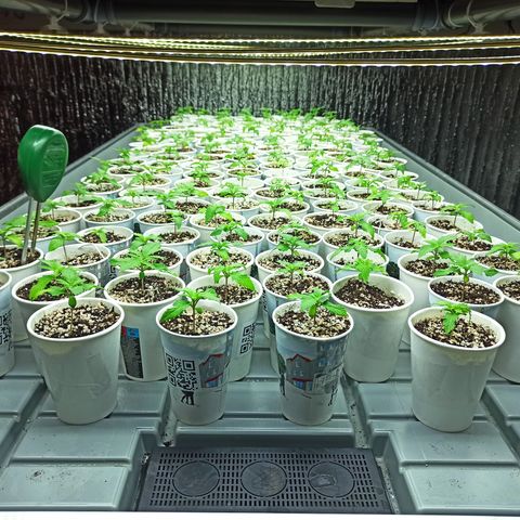 Kompolti A1 (195 db magonc) growlog photo: A tegnap koraesti állománykezelés és tápoldatozás hatására a növényeken jelentkező kezdeti vashiány megszűnni látszik.