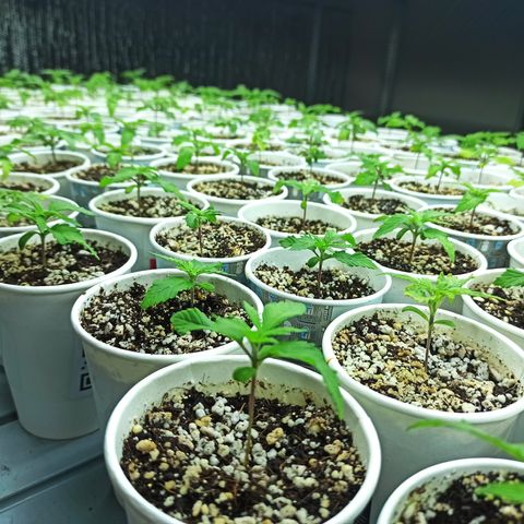 Kompolti A1 (195 db magonc) growlog photo: A tegnap koraesti állománykezelés és tápoldatozás hatására a növényeken jelentkező kezdeti vashiány megszűnni látszik.