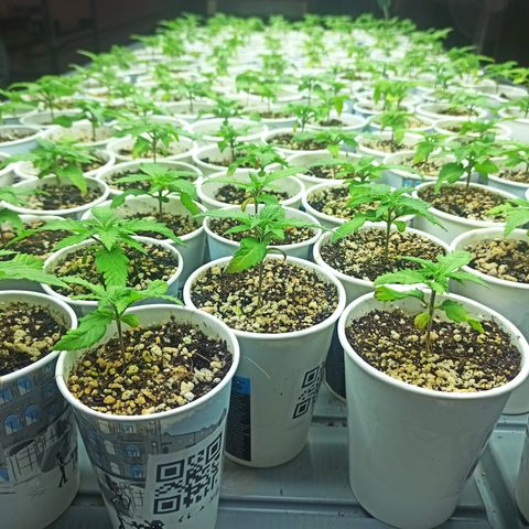 Kompolti A1 (195 db magonc) growlog timeline photo