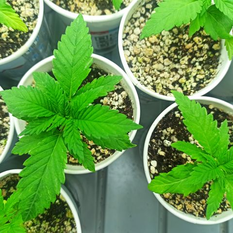 Kompolti A1 (195 db magonc) growlog timeline photo