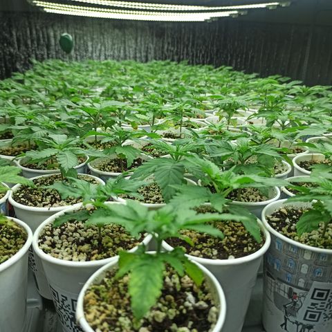Kompolti A1 (195 db magonc) growlog photo: Szelekció előtt.