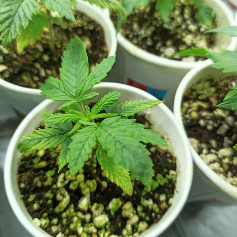 Kompolti A1 (195 db magonc) growlog photo: Szelekció előtt.
