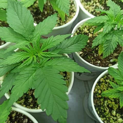 Kompolti A1 (195 db magonc) growlog photo: Szelekció előtt.