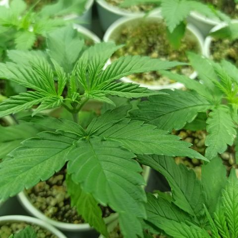 Kompolti A1 (195 db magonc) growlog photo: Szelekció előtt.