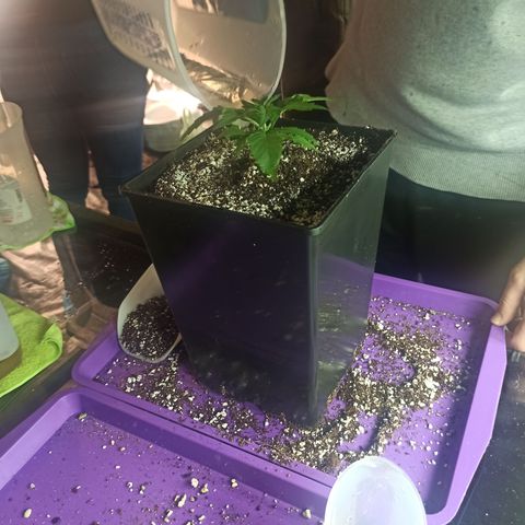 Kompolti A1 (195 db magonc) growlog timeline photo